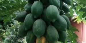Well Watered Papaya Plant