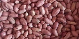 Bold Groundnut Seeds