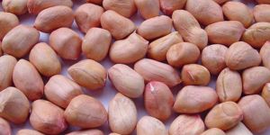 Natural Groundnut Seeds