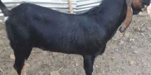 Kota Female Goat