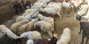 White Avishaan Sheep