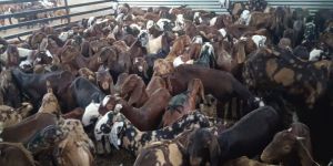 Live Goat for Meat Business Purpose