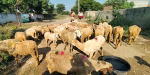 Cutting Live Sheep for Meat