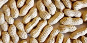 Shelled Groundnuts