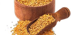 Yellow Mustard Seeds