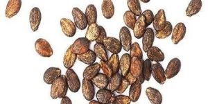 Castor Seeds