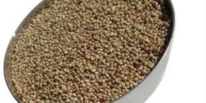 Pearl Millet Cattle Feed