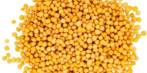 Yellow Mustard Seeds