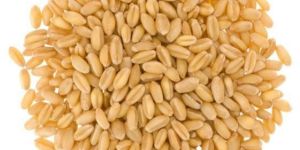 Einkorn Wheat Grains