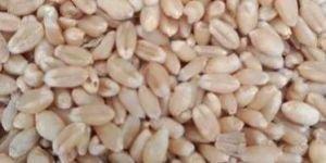 Hard White Wheat Grains