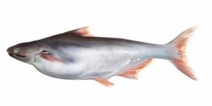 Pangasius