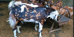 Gurjari Goat