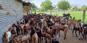 Mix Breed Cutting Goat