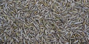 Rye Grass Seeds