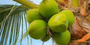 Tender Coconut