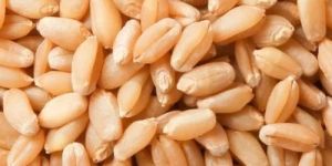 Winter Wheat Seeds