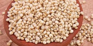 Sorghum Seeds