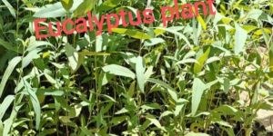 Eucalyptus Plants