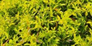 Golden Duranta