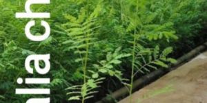 Khair/ senegalia catechu