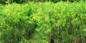 White Sandalwood Plant