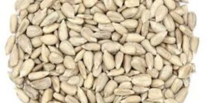 Organic Sunflower Seeds