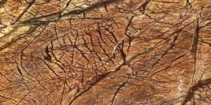 Indian Rainforest Brown Marble Slab