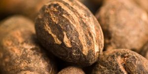 Shea Nut