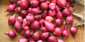 Small Size Red Onion
