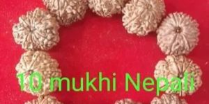 10 Mukhi Rudraksha Beads