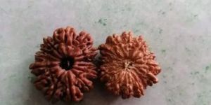 14 Mukhi Rudraksha Beads