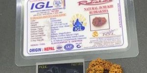 18 Mukhi Rudraksha Beads