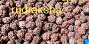 3 Mukhi Rudraksha Beads
