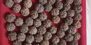 6 Mukhi Rudraksha Beads
