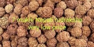 7 Mukhi Rudraksha Beads
