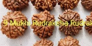 9 Mukhi Rudraksha Beads