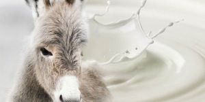 FRESH DONKEY MILK