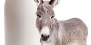 Pure Donkey Milk