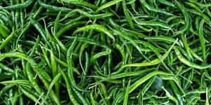 Green Chilies