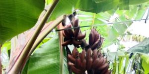 ORGANIC RED BANANA
