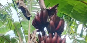 Red Banana