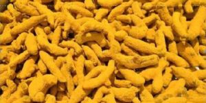 Dried Turmeric Finger