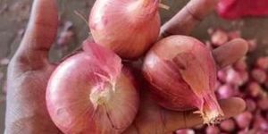 Fresh Garva Onion