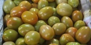 Fresh Green Tomato