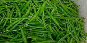 Gauri a Grade G4 Green Chilli
