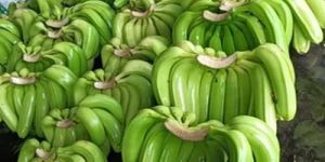 Green Cavendish Banana