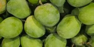 Karnataka Alphonso Mango