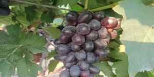 Sharad Black Seedless Grapes