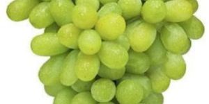 Thompson Seedless Grapes