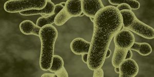 Multi-strain Probiotic